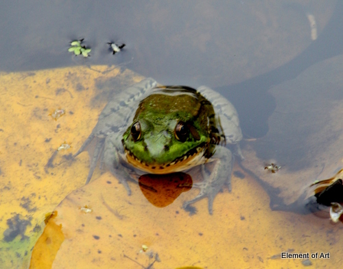Dan Dininger's
Dan Dininger's Photo of The Frog