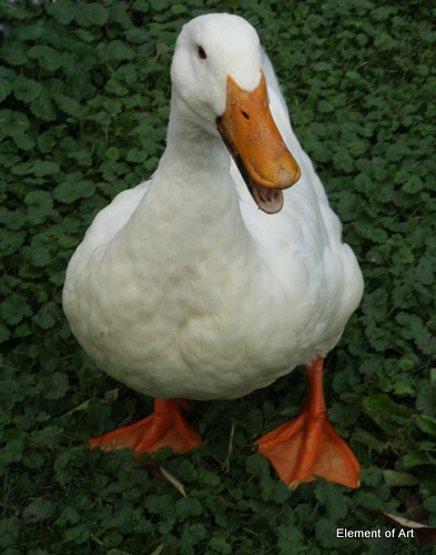 Dan Dininger's Photo of The Duck